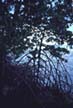 Mangroves