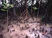 Mangroves