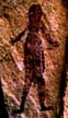 Male