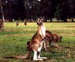 Kangaroos