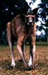 Kangaroo