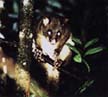 Brushtail Possum from Wayne