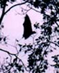 Flying fox