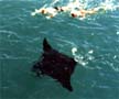 Manta Ray