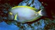 Surgeonfish