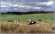 picture of grazing cows