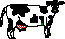 cow with udder