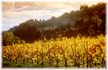 bucolic view of Napa vineyards