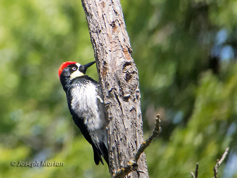 Acorn Woodpecker (Melanerpes formicivorus bairdi) 