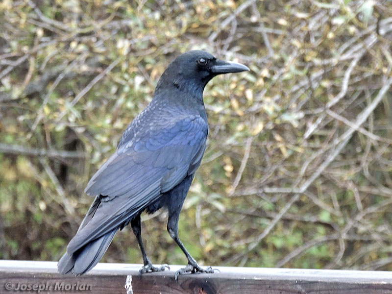 American Crow (Corvus brachyrhynchos hesperis) 