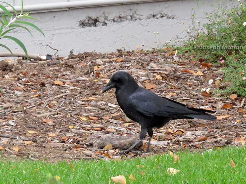 American Crow (Corvus brachyrhynchos hesperis)