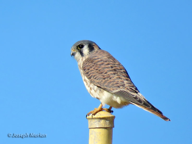 American Kestrel (Falco sparverius sparverius) 