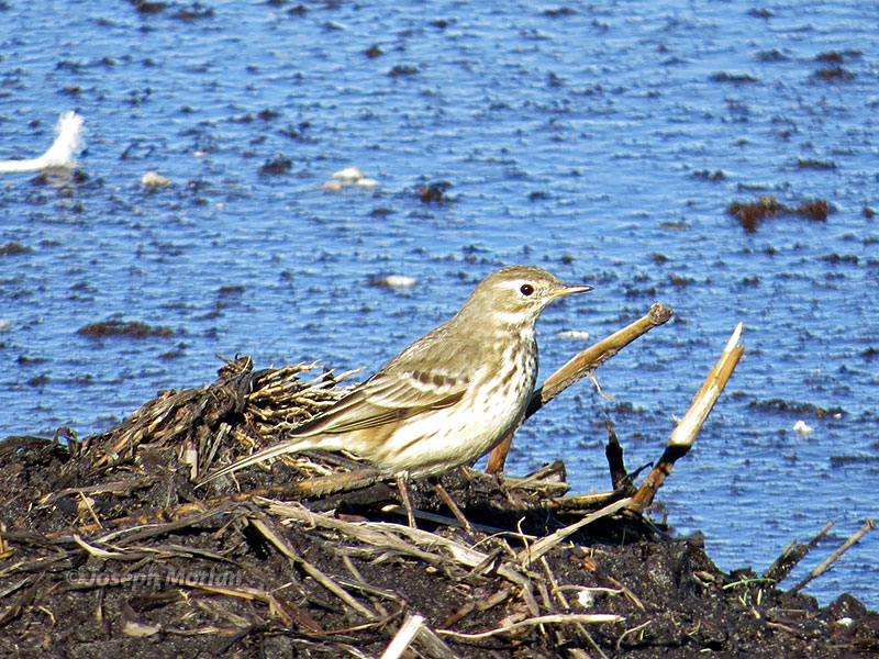 American Pipit (Anthus rubescens pacificus) 