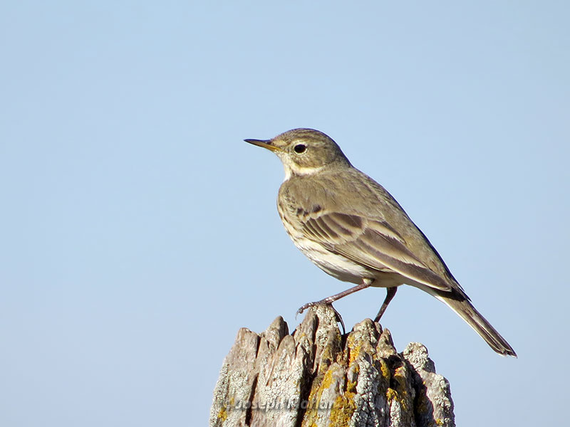 American Pipit (Anthus rubescens pacificus)