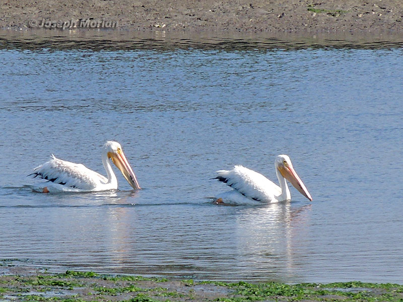  American White Pelican (Pelecanus erythrorhynchos)