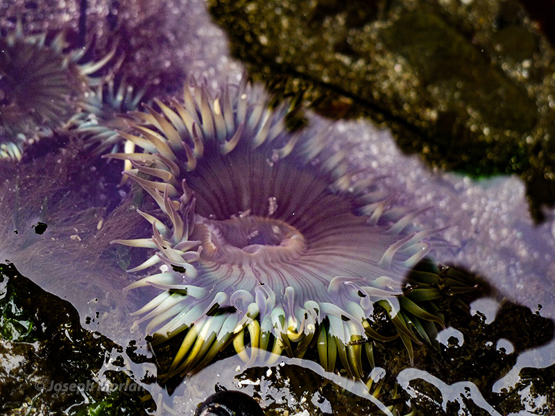 Aggregating Anenome (Anthopleura elegantissima) 