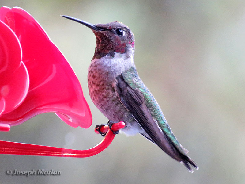 Anna's Hummingbird (Calypte anna)