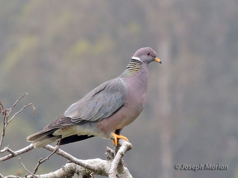 Band-tailed Pigeon (Patagioenas fasciata fasciata)