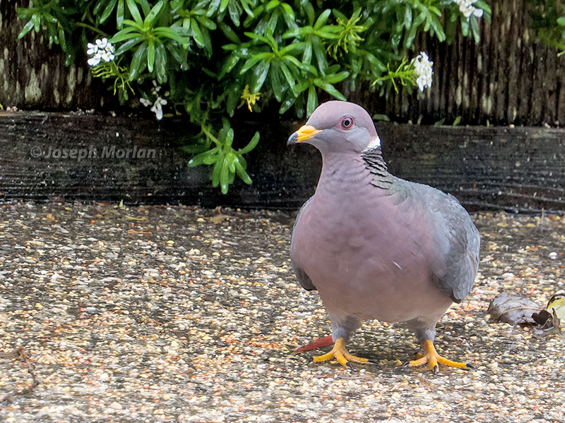 Band-tailed Pigeon (Patagioenas fasciata fasciata) 