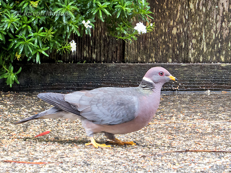 Band-tailed Pigeon (Patagioenas fasciata fasciata) 