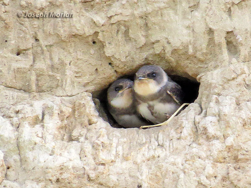  Bank Swallow (Riparia riparia riparia) 