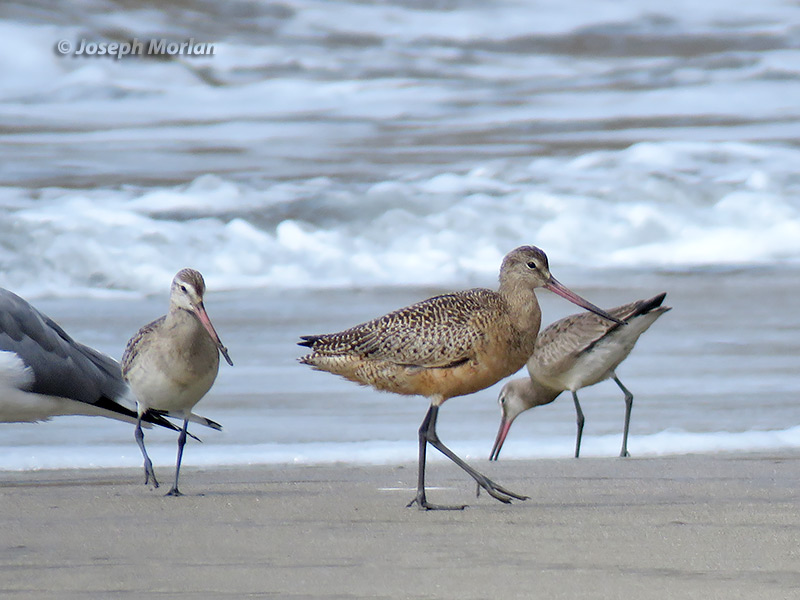 Bar-tailed Godwit (Limosa lapponica baueri) & Hudsonian Godwit (Limosa haemastica) 