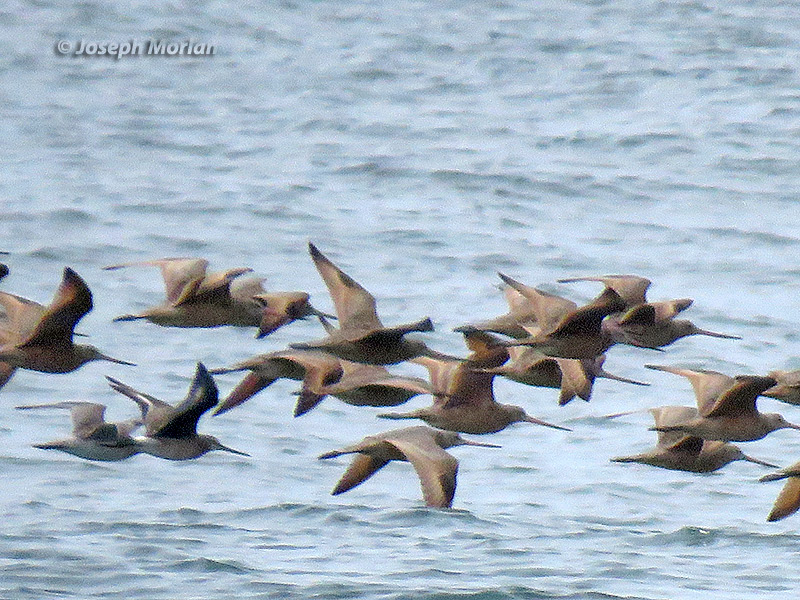 Bar-tailed Godwit (Limosa lapponica baueri) & Hudsonian Godwit (Limosa haemastica) 
