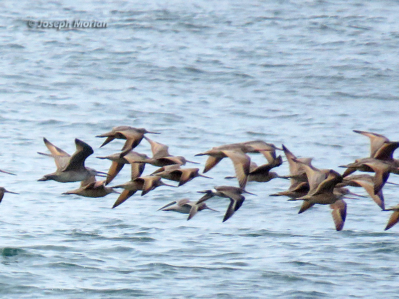 Bar-tailed Godwit (Limosa lapponica baueri) & Hudsonian Godwit (Limosa haemastica) 