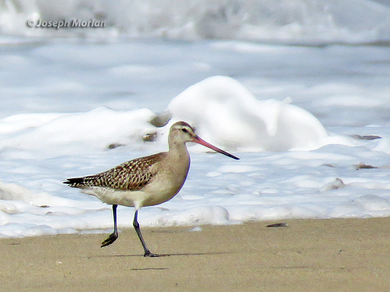 Bar-tailed Godwit (Limosa lapponica baueri) 