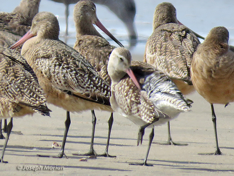 Bar-tailed Godwit (Limosa lapponica baueri) 