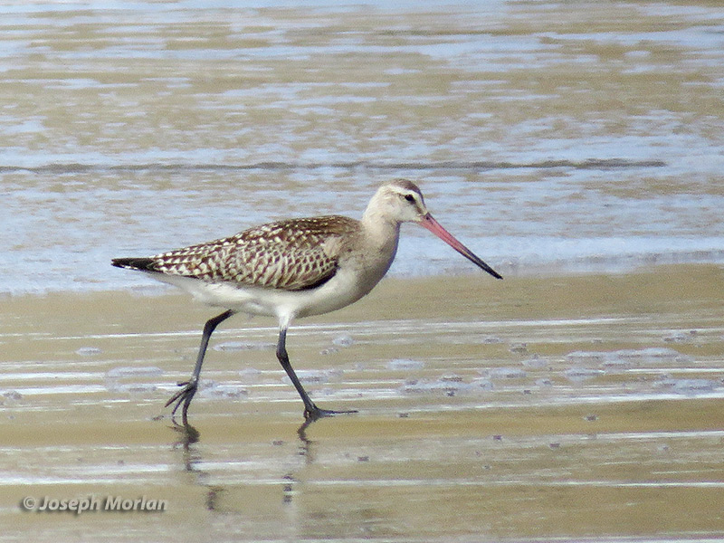 Bar-tailed Godwit (Limosa lapponica baueri) 