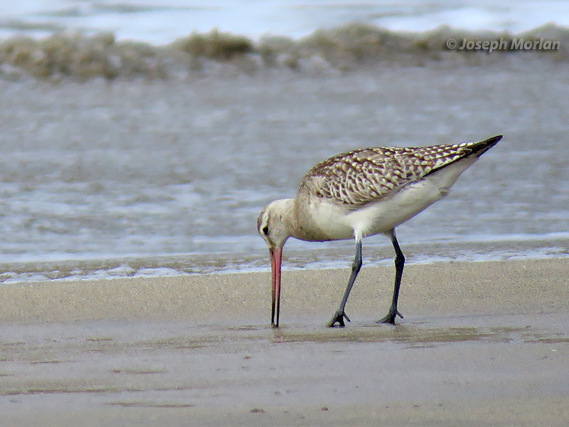 Bar-tailed Godwit (Limosa lapponica baueri) 