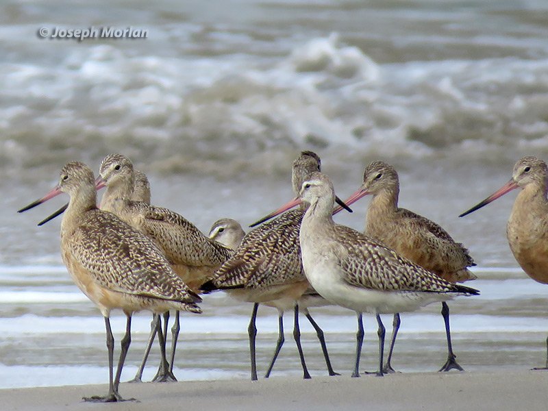 Bar-tailed Godwit (Limosa lapponica baueri) 