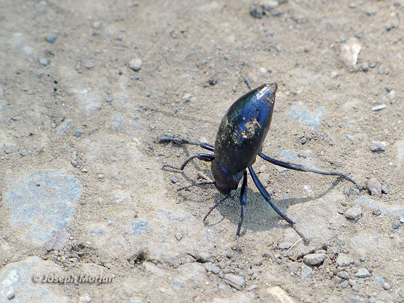 Giant Desert Stink Beetle (Eleodes gigantea) 