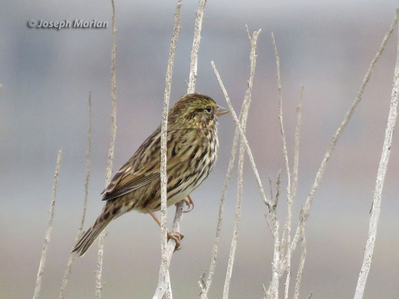Savannah Sparrow (Passerculus sandwichensis beldingi) 