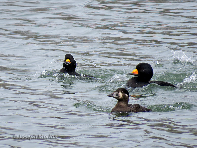 Black Scoter (Melanitta americana) 