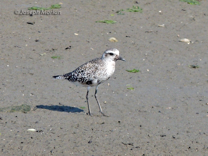  Black-bellied Plover (Pluvialis squatarola) 