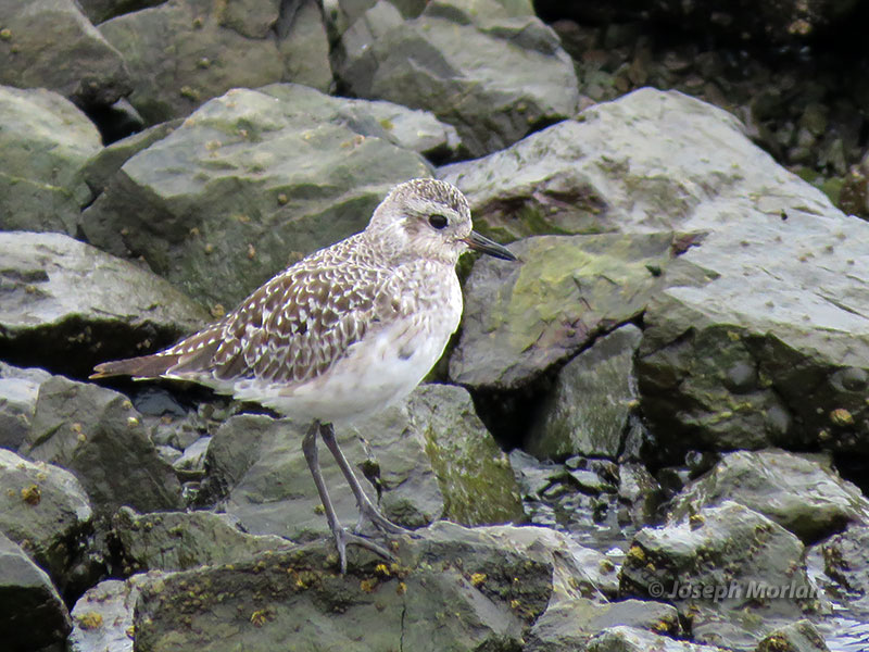  Black-bellied Plover (Pluvialis squatarola) 