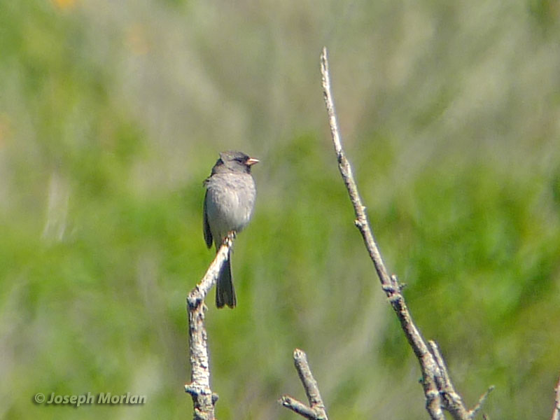 Black-chinned Sparrow (Spizella atrogularis) 