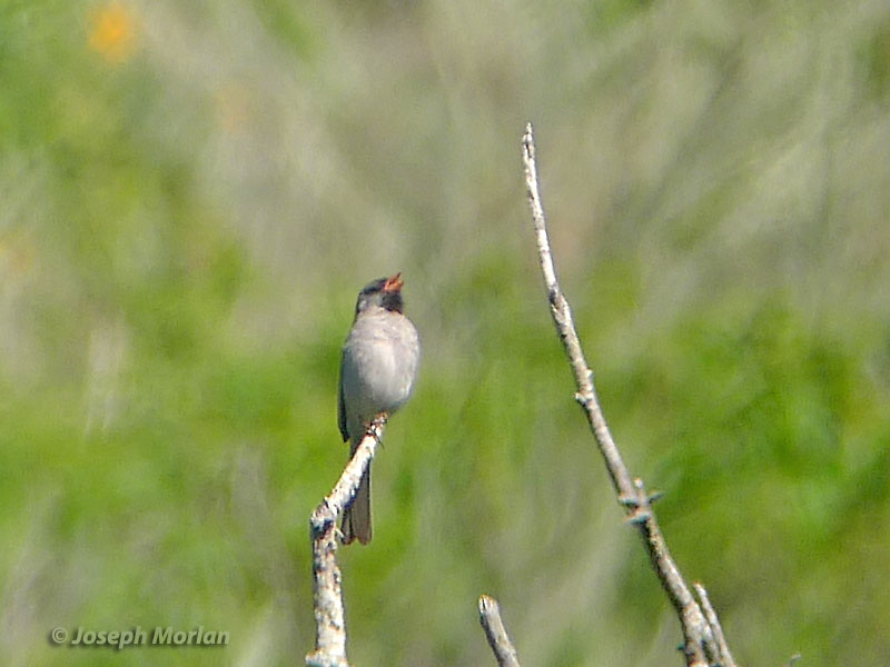 Black-chinned Sparrow (Spizella atrogularis) 