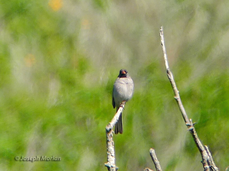 Black-chinned Sparrow (Spizella atrogularis) 