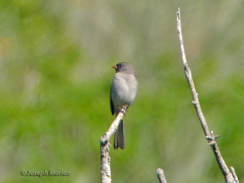 Blackchinned Sparrow (Spizella atrogularis)