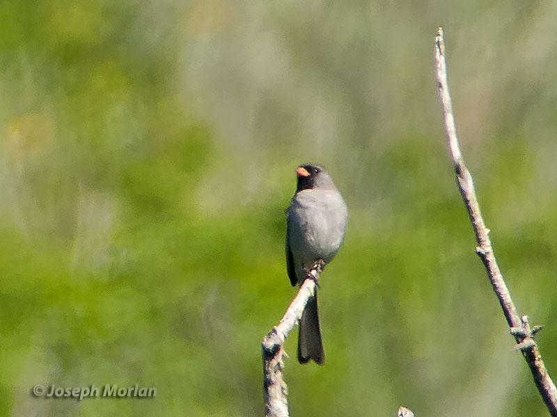Blackchinned Sparrow (Spizella atrogularis)