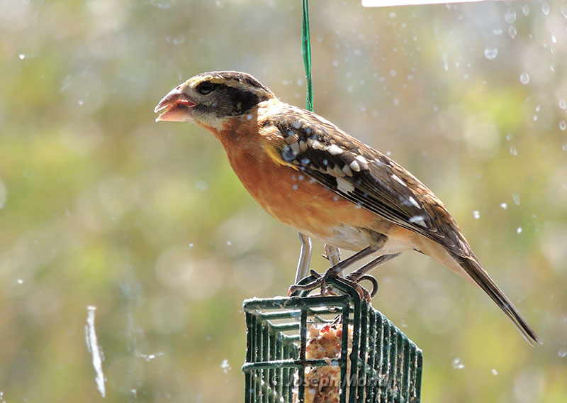 Black-headed Grosbeak (Pheucticus melanocephalus maculatus)