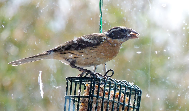 Black-headed Grosbeak (Pheucticus melanocephalus maculatus)