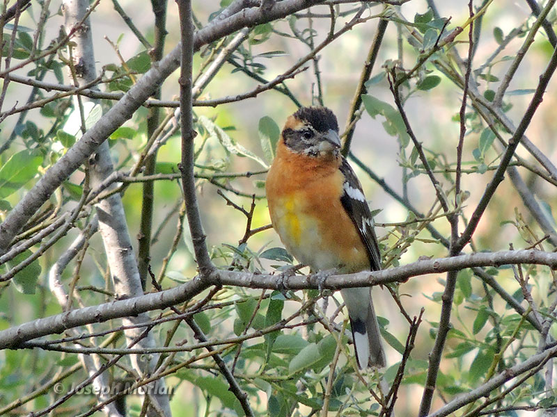 Black-headed Grosbeaks (Pheucticus melanocephalus)