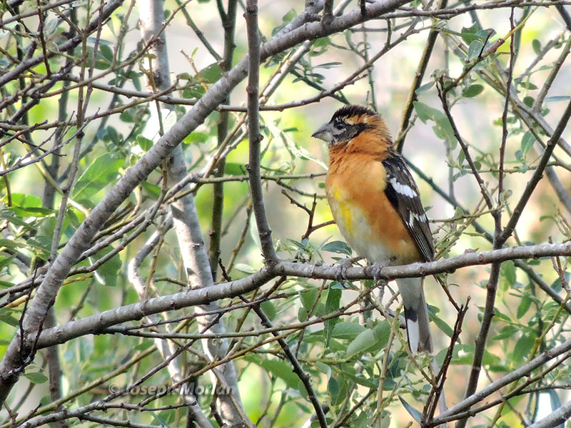 Black-headed Grosbeaks (Pheucticus melanocephalus)