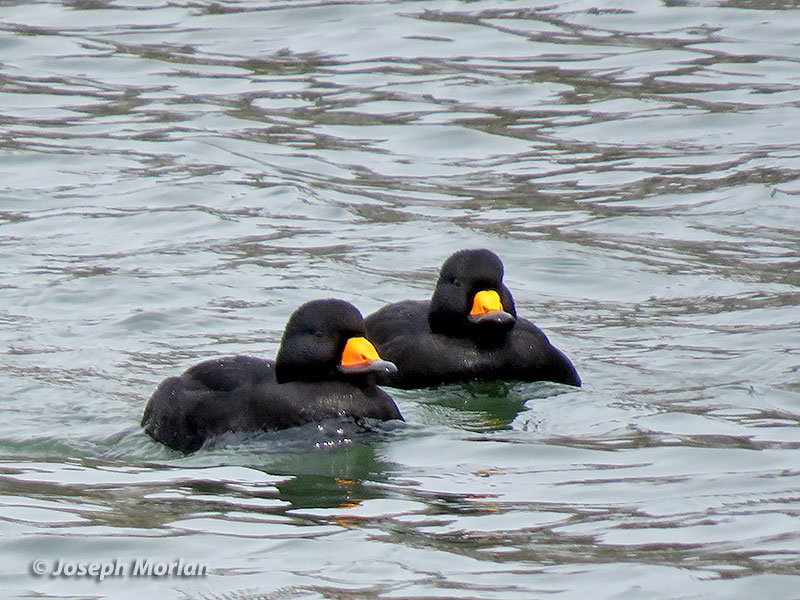 Black Scoter (Melanitta americana) 