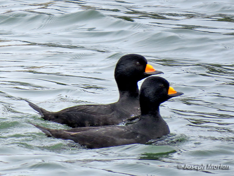 Black Scoter (Melanitta americana) 