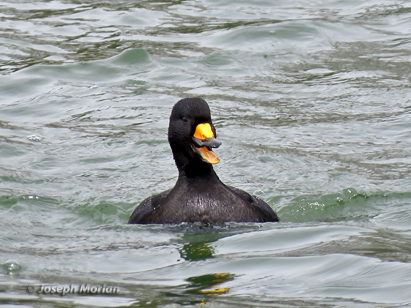 Black Scoter (Melanitta americana) 